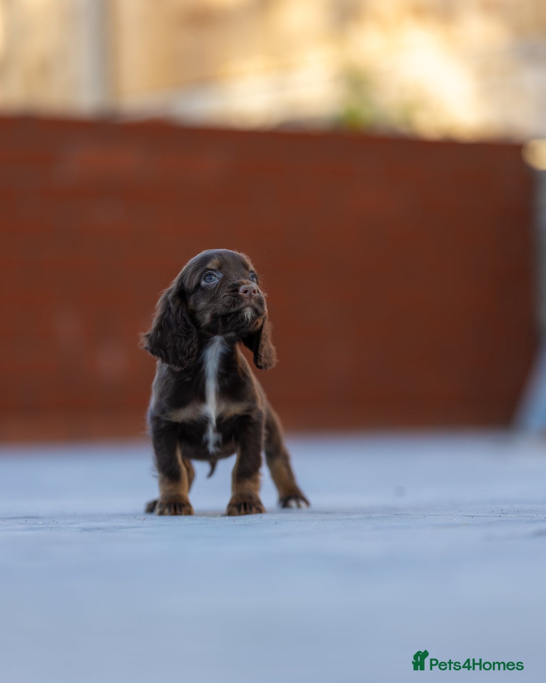 Cocker Spaniel dogs for sale: Cocker spaniel puppies  - Advert 19