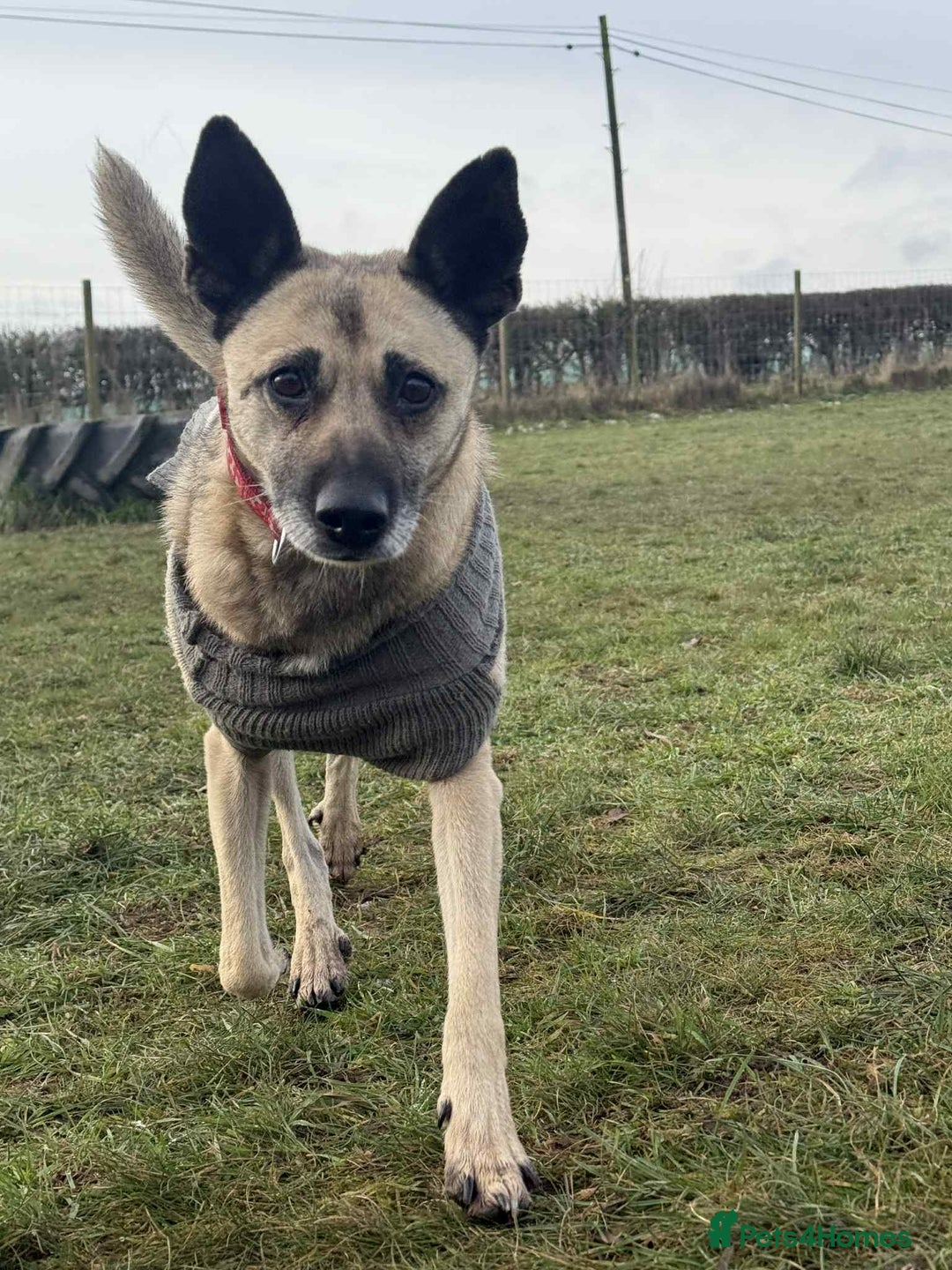 Mixed Breed dogs for adoption: DOLCE - Advert 1