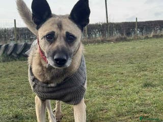 Mixed Breed dogs DOLCE - Advert 2