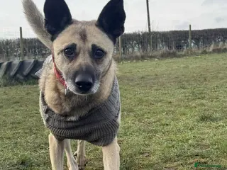 Mixed Breed dogs DOLCE - Advert 14