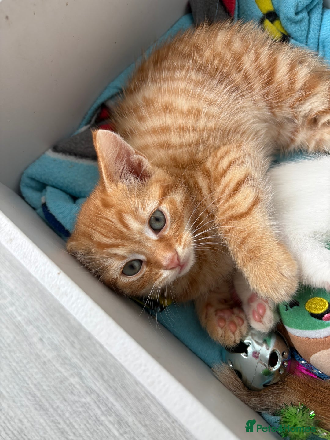 Domestic Shorthair cats for sale: Kittens looking for forever home.  - Image 19