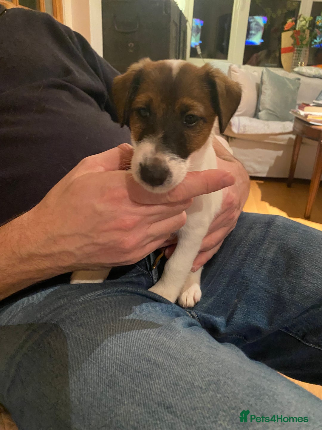 Fox Terrier dogs for sale: Smooth Fox Terrier beautiful home reared puppies   - Advert 6