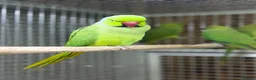 Parakeets birds for sale: Green ringneck - Advert 4