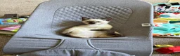 Siamese cats for sale: Smokey the Siamese - Advert 4