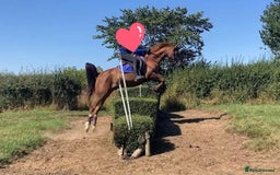 Arabian horse horses for sale: 15hh Arab Gelding For Sale - Image 4
