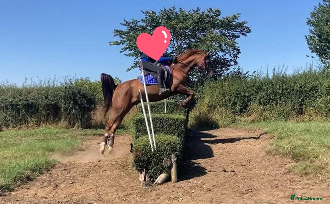 Arabian horse horses for sale: 15hh Arab Gelding For Sale - Image 4