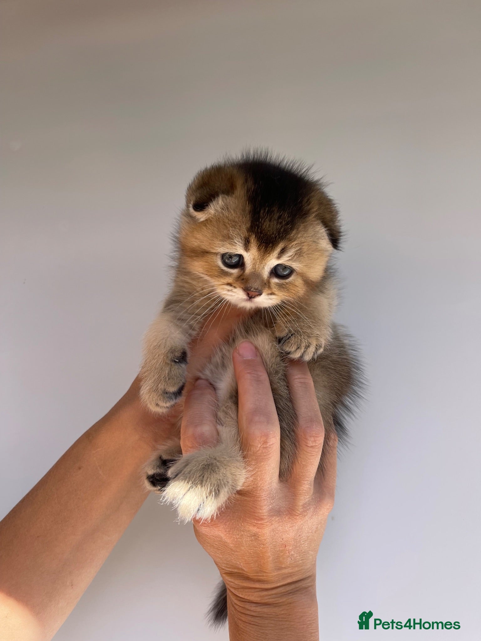 Scottish Fold cats PUREBRED SCOTTISH FOLD LONGHAIR & SHORTHAIR KITTEN - Advert 2