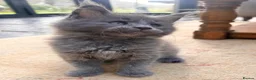 Maine Coon cats for sale: Rare Blue Smoke Maine Coon Kittens – Exceptional  - Advert 5