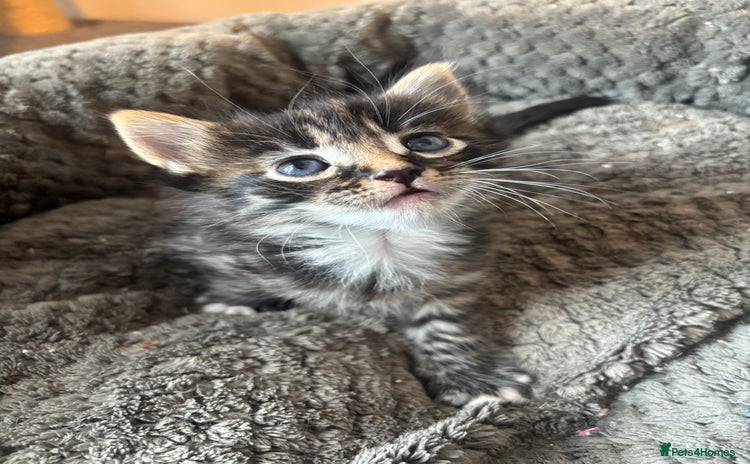Mixed Breed cats - Advert 4