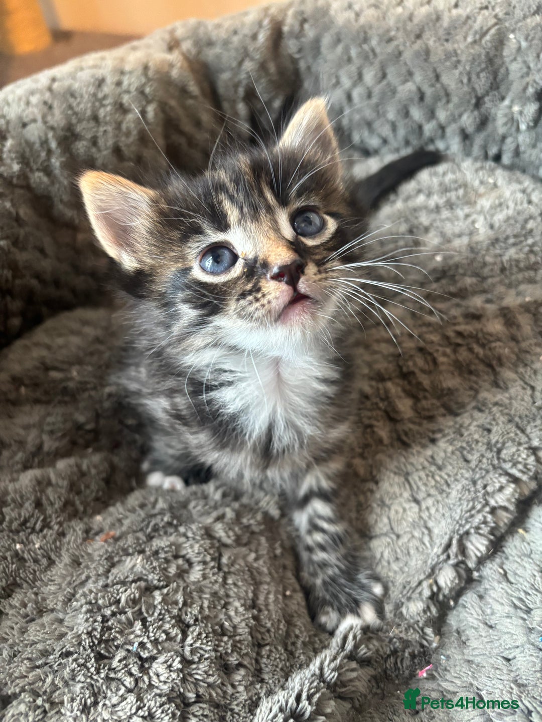 Mixed Breed cats for sale: 4 beautiful tabby kittens for sale  - Image 1