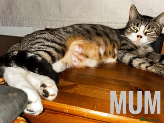 Mixed Breed cats Kittens for sale - 5 - Mixed breed - Advert 1