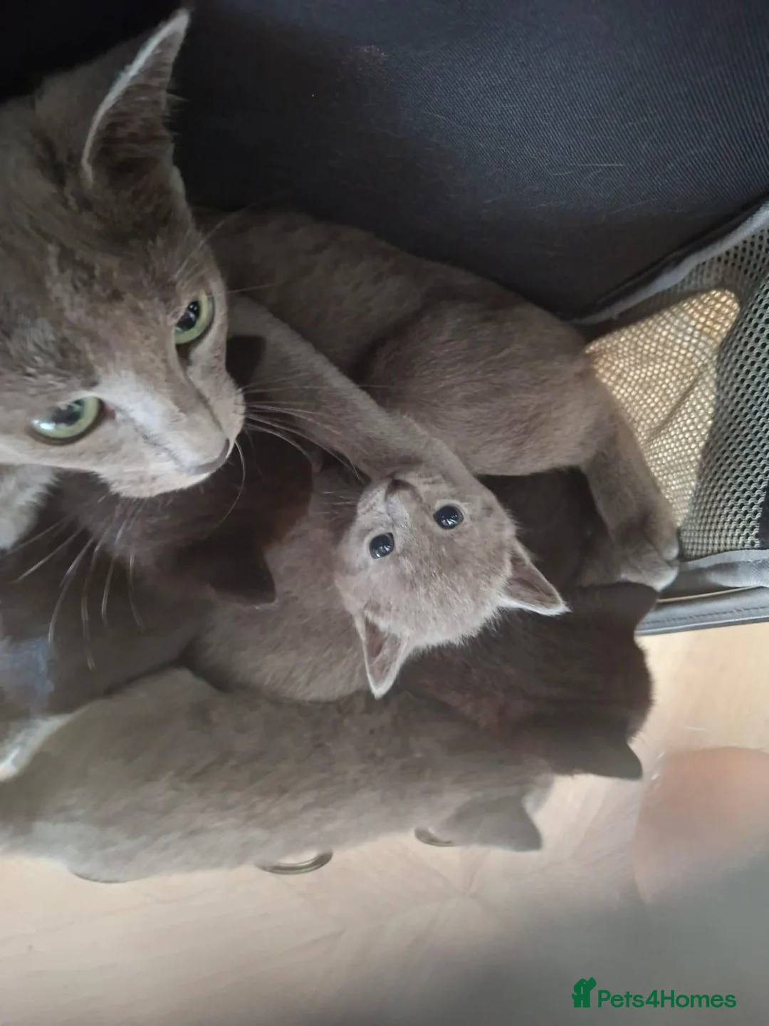 Mixed Breed cats for sale: Russian blue mix kittens - Advert 7