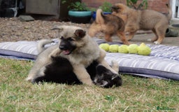 Mixed Breed dogs for sale: Shollies  in Rochdale - Image 22