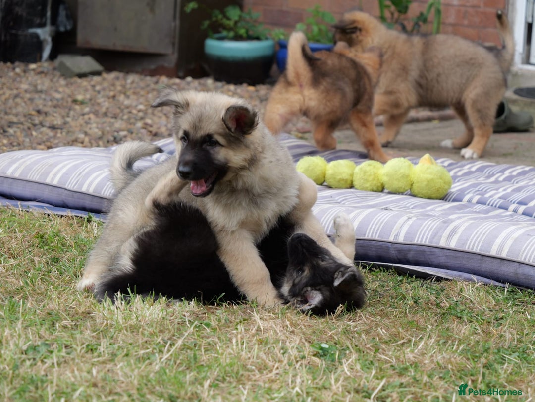 Mixed Breed dogs for sale: Shollies  in Rochdale - Image 22