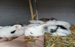 English Spot rabbits for sale: Baby rabbits  - Image 4