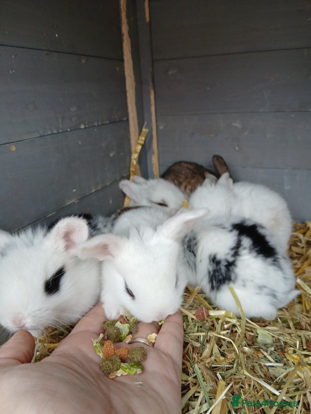 English Spot rabbits for sale: Baby rabbits  - Image 4