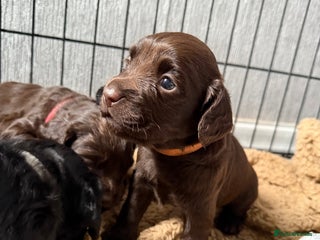 Cocker Spaniel dogs Cocker spaniel puppies - Advert 18