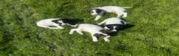 English Springer Spaniel dogs for sale: Gorgeous KC Springer Spaniels with excellent lines - Advert 4