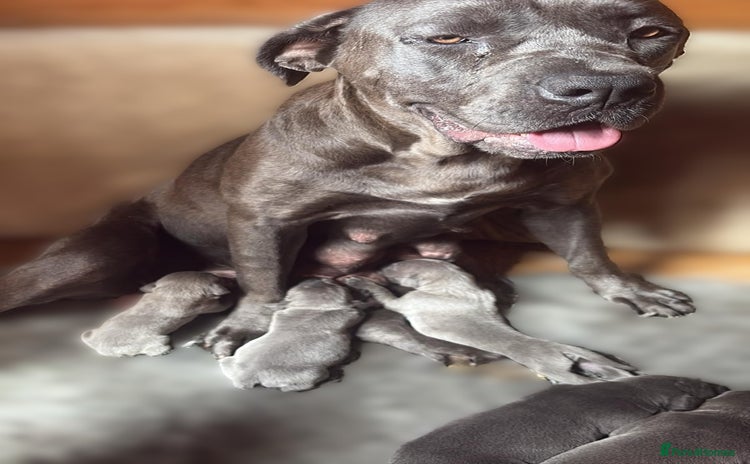 Cane Corso dogs - Advert 3