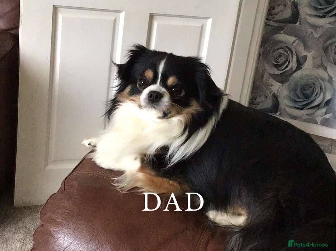 Chihuahua dogs for sale: Long Haired Chihuahua  - Advert 2