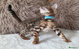 Bengal cats for sale: ✨ Bengal TICA Registered kittens Available ✨🐱 - Image 26