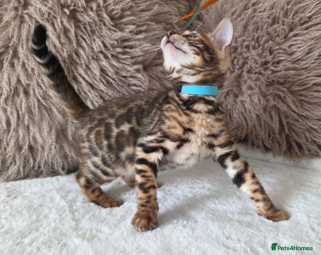 Bengal cats for sale: ✨ Bengal TICA Registered kittens Available ✨🐱 - Image 26