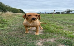 Labrador Retriever dogs for sale: Beautiful Fox Red Labrador Puppies For Sale - Image 8