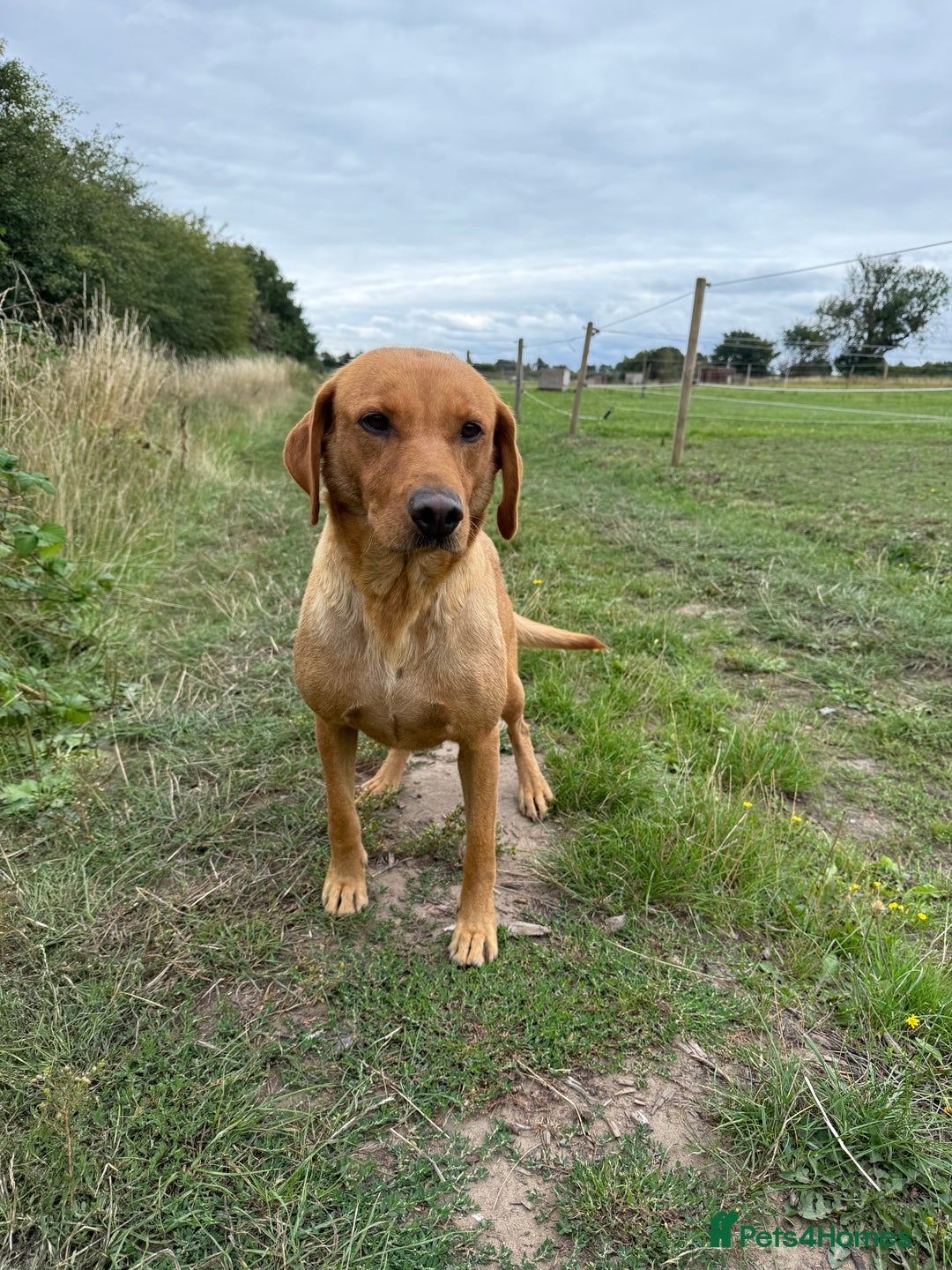 Labrador Retriever dogs for sale: Beautiful Fox Red Labrador Puppies For Sale - Image 8