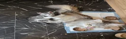 Maine Coon cats for sale: Beautiful and playful half Maine coon kittens  in Derby - Advert 3