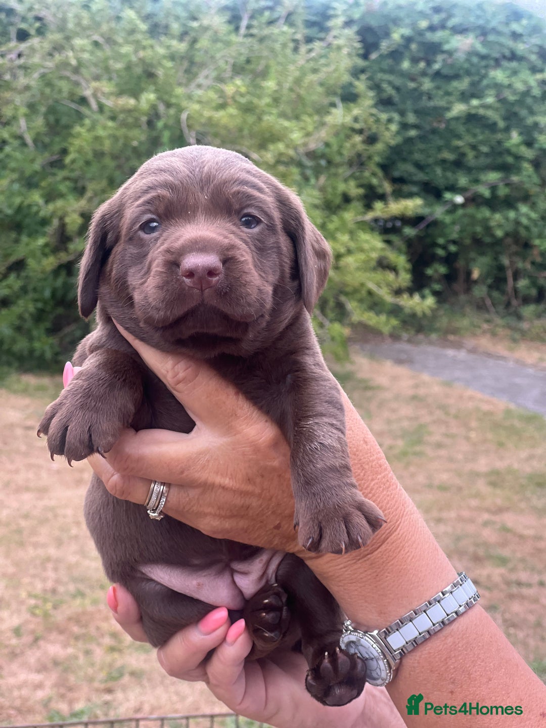 Cockerdor dogs for sale: Beautiful Cockerdor puppies for sale  - Image 6