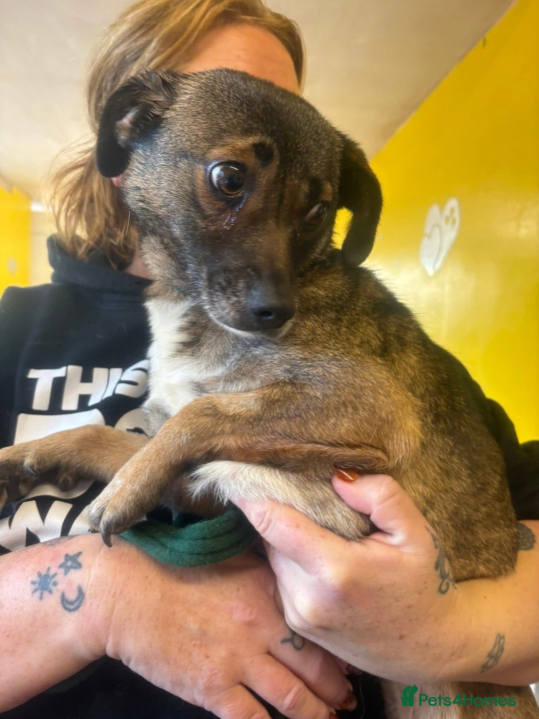 Mixed Breed dogs for adoption: Lindy - Norwich Norfolk  - Advert 1