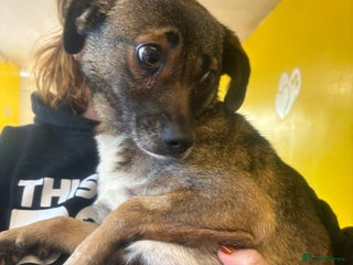 Mixed Breed dogs Lindy - Norwich Norfolk - Advert 1