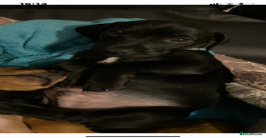 Mixed Breed dogs - Advert 8