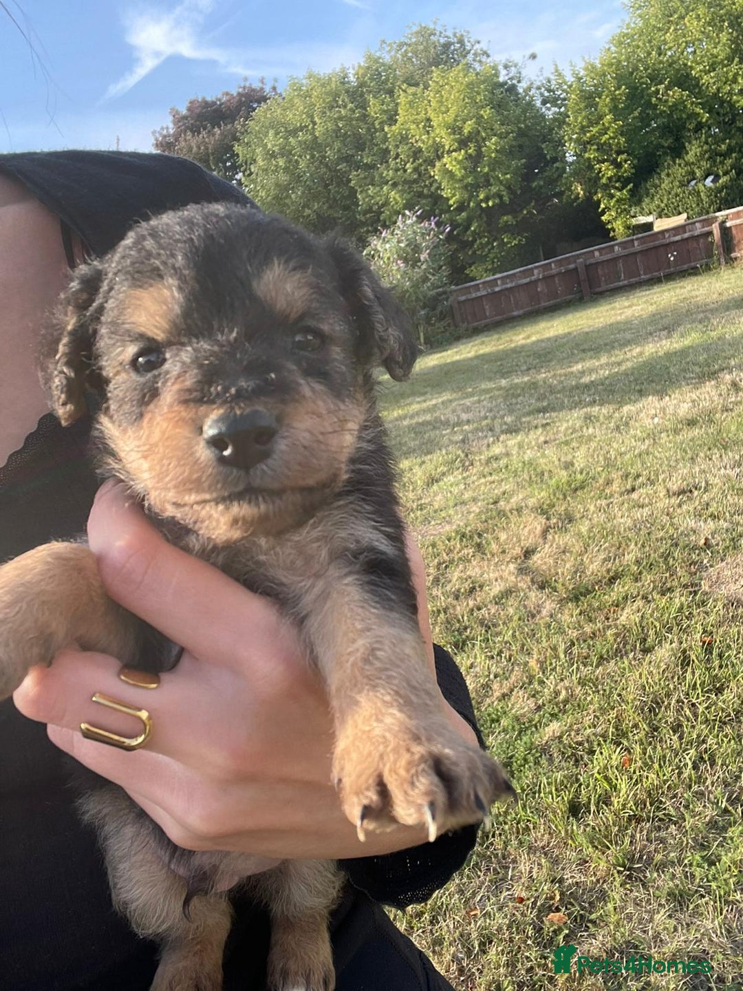 Mixed Breed dogs for sale: Foxypoo puppies for sale  - Image 1