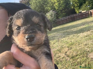 Mixed Breed dogs - Advert 5