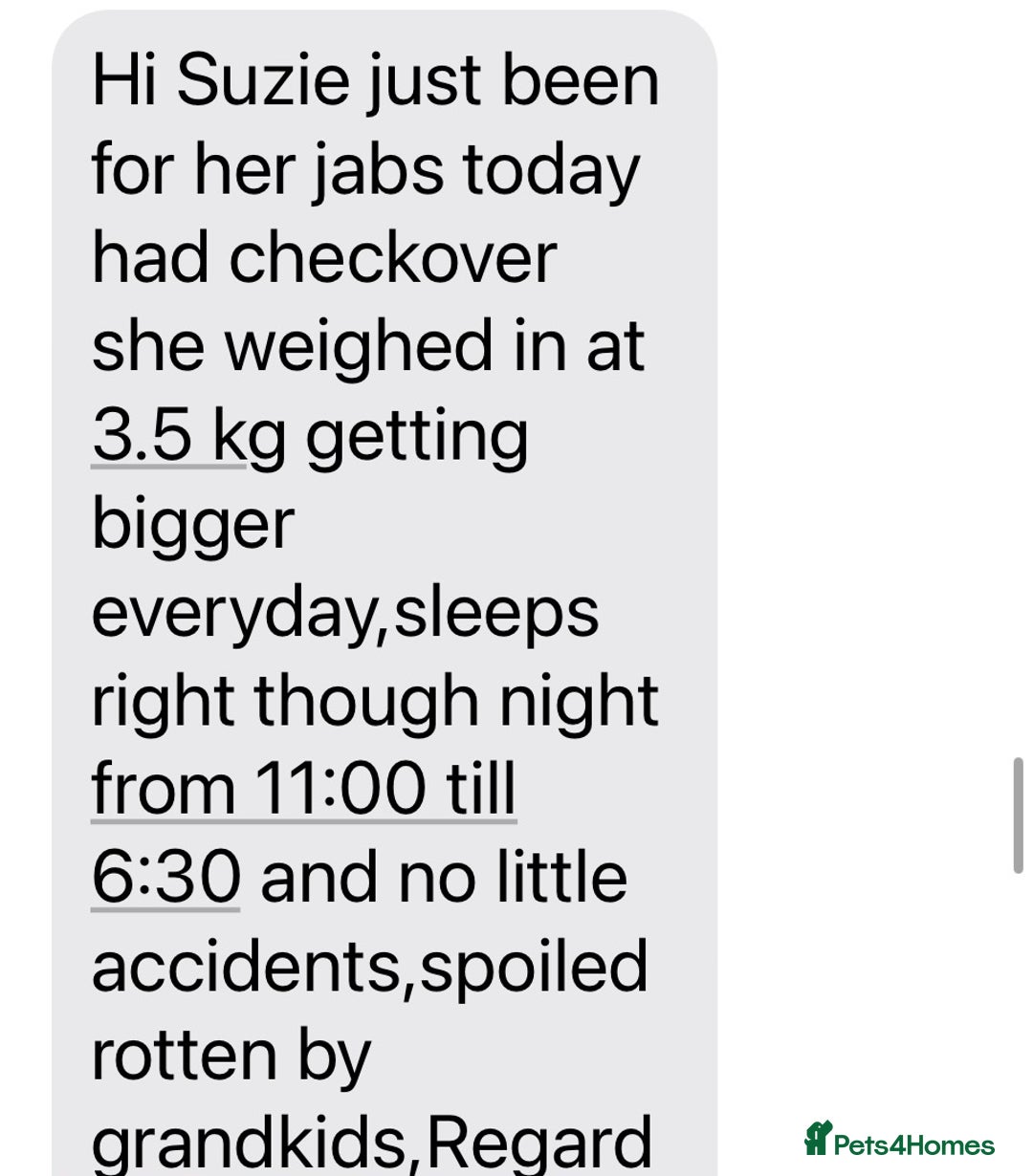 Welsh Corgi Pembroke dogs for sale: Champion bloodlines on both sides, great with kids - Advert 26