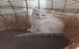 Ragdoll cats for sale: RAGDOLLS BOYS BLUE EYES VACCINATED MICROCHIPED  - Image 37