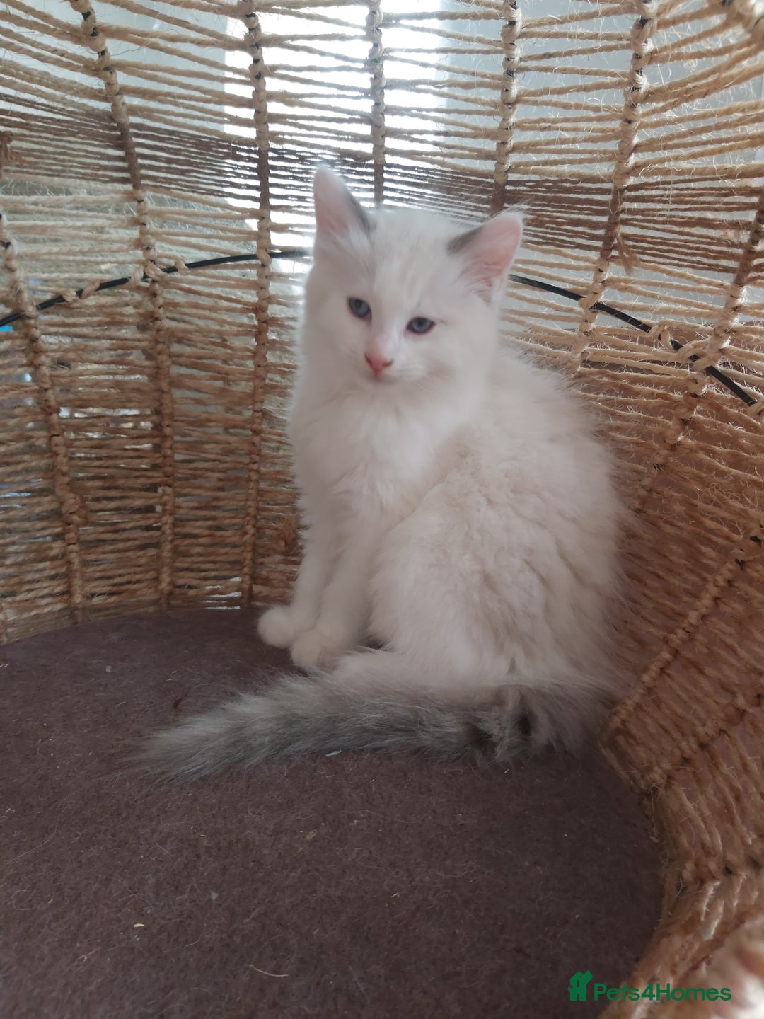 Ragdoll cats for sale: RAGDOLLS BOYS BLUE EYES VACCINATED MICROCHIPED  - Image 37
