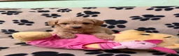 Poochon dogs for sale: ***Beautiful Poochon puppies Boys and Girls*** - Advert 9