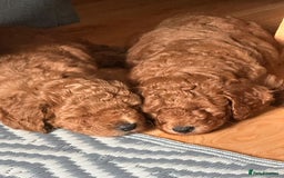 Mixed Breed dogs for sale: Poochon x Maltipoo puppies - Image 1