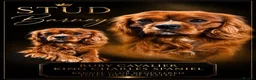 Cavalier King Charles Spaniel dogs for stud: KC Health tested Ruby CKCS Stud  - Advert 1