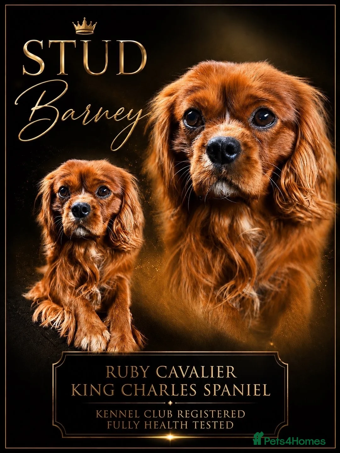 Cavalier King Charles Spaniel dogs for stud: KC Health tested Ruby CKCS Stud  - Advert 1