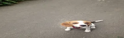 Beagle dogs for sale: Loving home needed - Advert 2