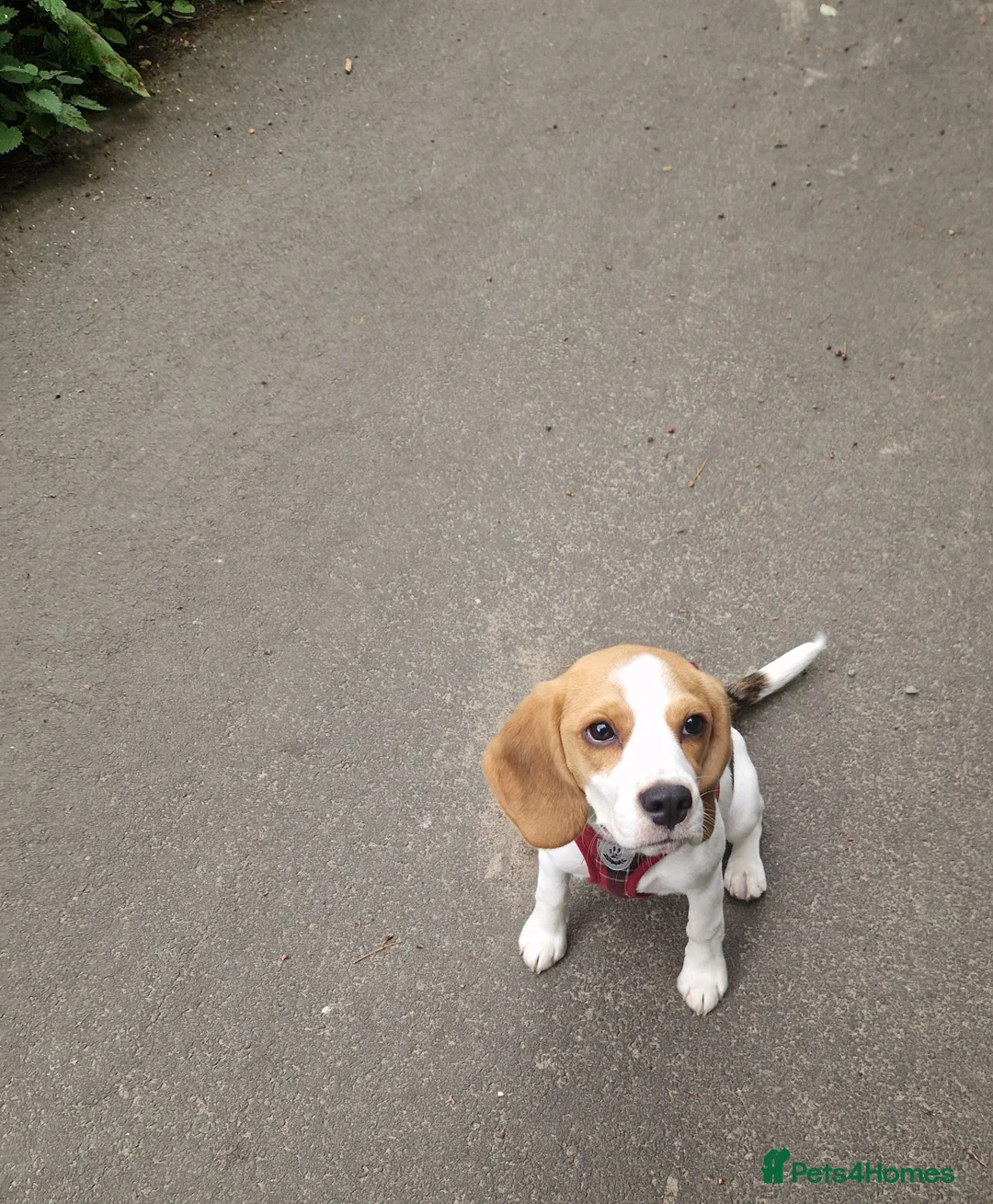 Beagle dogs for sale: Loving home needed - Advert 2