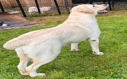 Labrador Retriever dogs for adoption: Lucia’s Story - Minutes from Death - Image 3