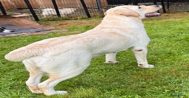 Labrador Retriever dogs - Advert 14