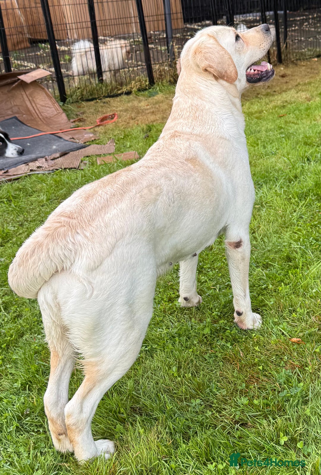 Labrador Retriever dogs for adoption: Lucia’s Story - Minutes from Death - Image 3