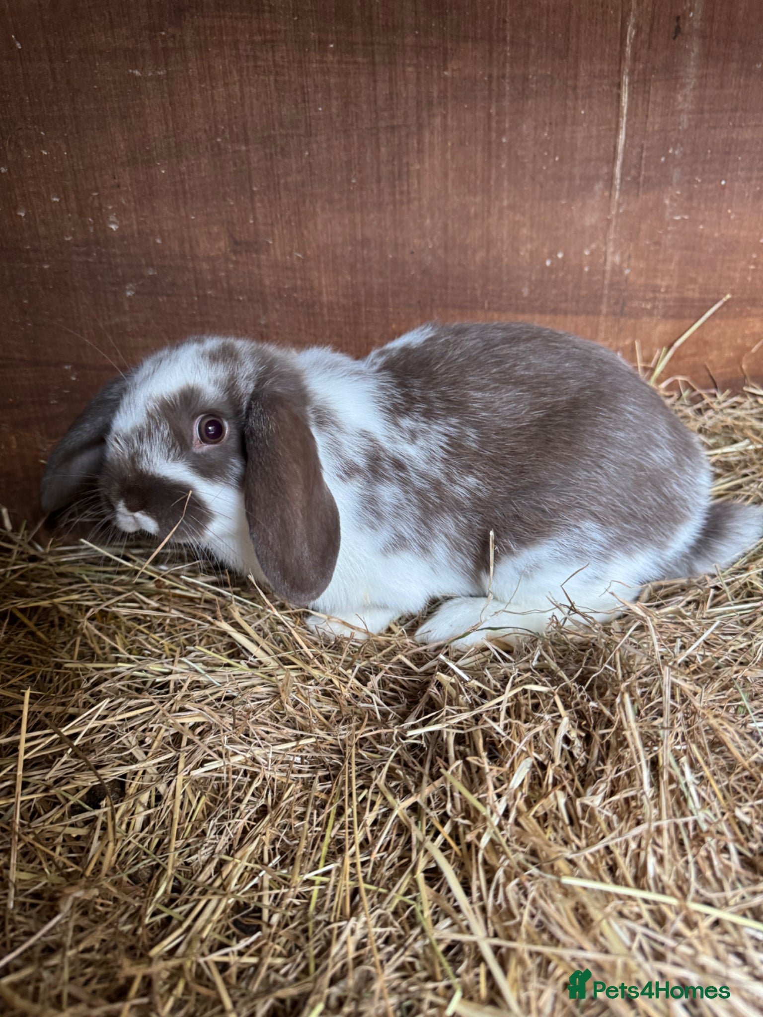 Mini Lop rabbits Mini lop bunnies - Advert 13
