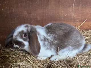 Mini Lop rabbits Mini lop bunnies - Advert 13