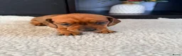 Miniature Dachshund dogs for sale: Lovely litter of 5 Miniature Dachshunds  - Advert 17